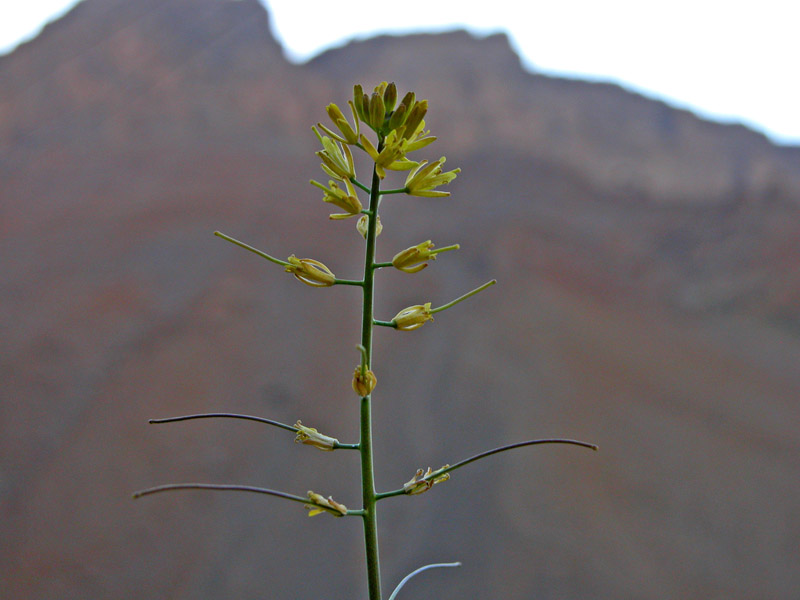 Sisymbrium species ? – eFlora of India